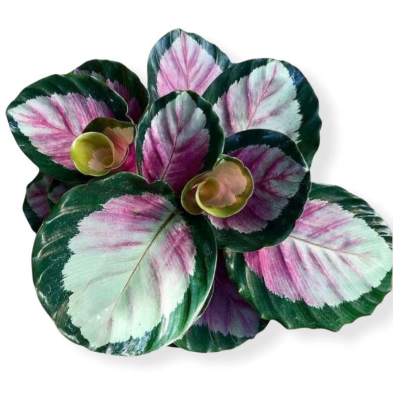 rossie ( tanaman hias calathea rossie )bisa COD✅