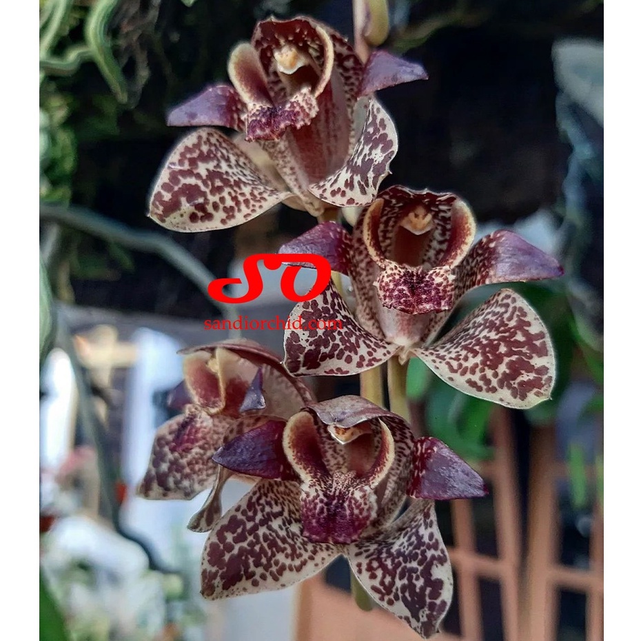 [ DEWASA ] Grammatophyllum stapeliiflorum | Anggrek Sendu: Si Unik dari Genus Anggrek Macan