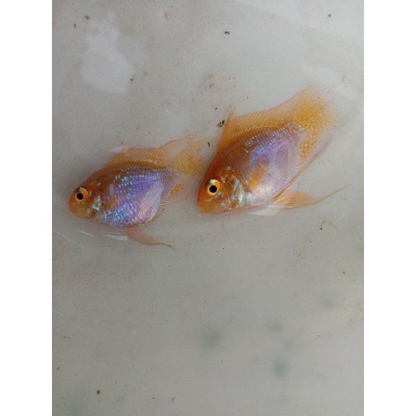 Indukan ramirezi tiga jenis siap breeding/pijah