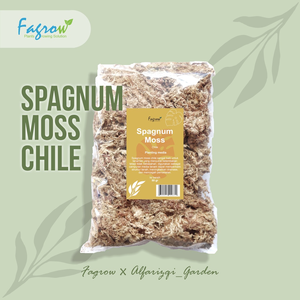 Spagnum Moss Chile | Lumut Putih Kering Import | Sphagnum Moss