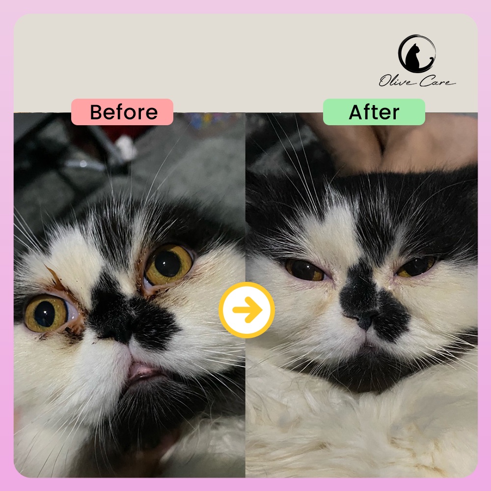 Olive Care Eye Grooming Powder Bedak Mata Kucing untuk Cegah Noda, Kuning-Kuning dan Perawatan Wajah Bersih Sweety  Petshop