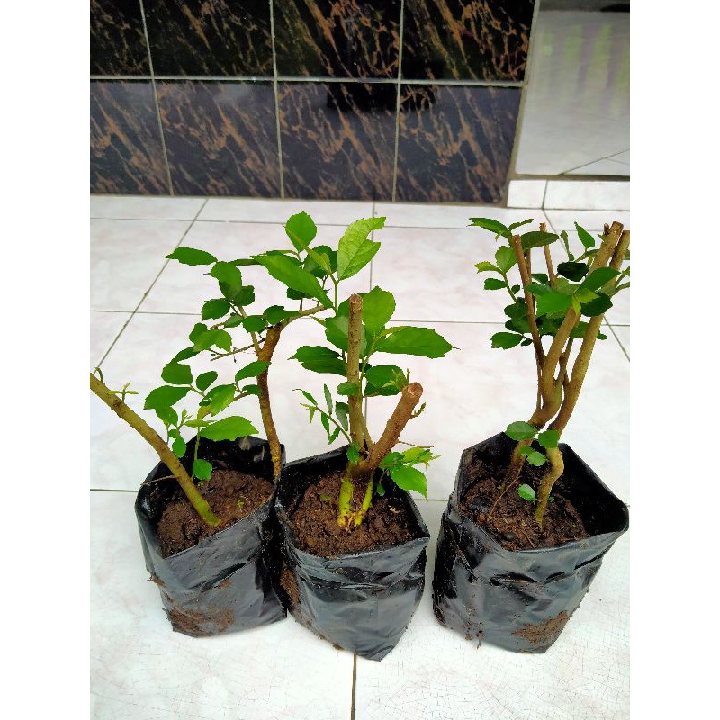 bahan bonsai mame serut