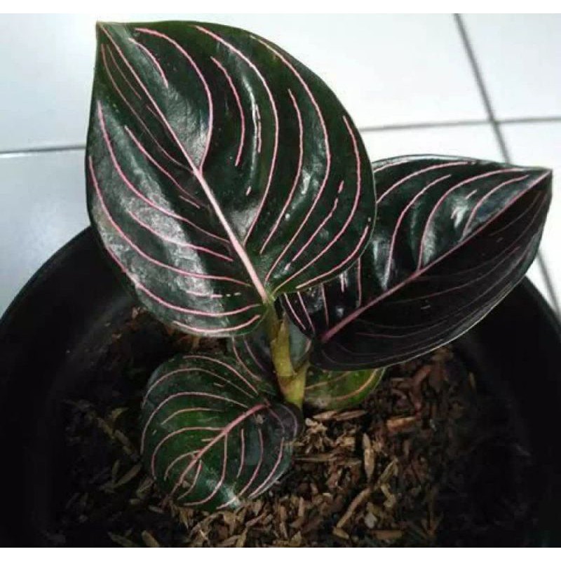 tanaman aglonema rotundum aceh - aglonema rotundum
