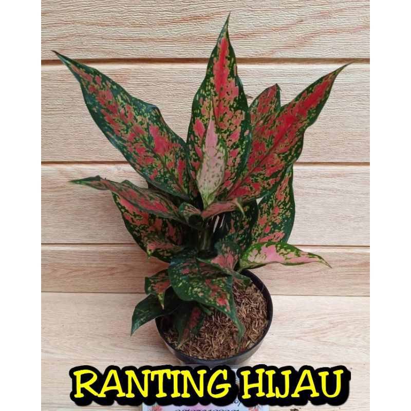 bunga aglonema Ruby Garuda batik /Rubi batik super