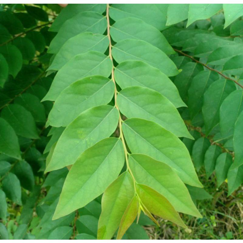 daun buah cermai/jual daun buah cermai segar per helay