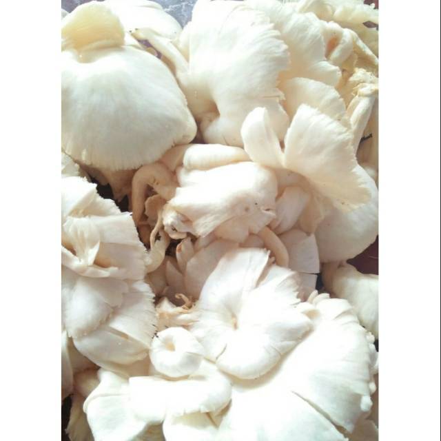 

Jamur Tiram Kualitas Super per 250 gram