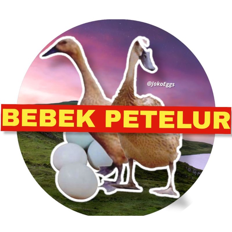 

Telur bebek mentah Tawar(harga perbutir)