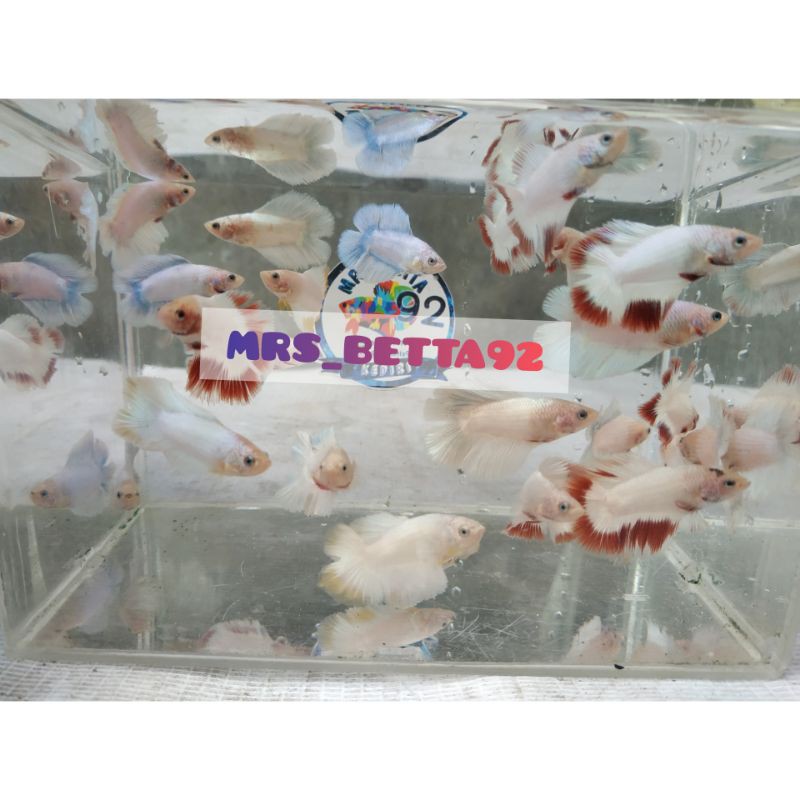 IKAN CUPANG HMDT (DOBLE TAIL)