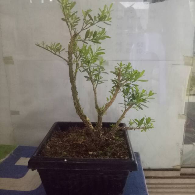 Boxus (bahan bonsai)