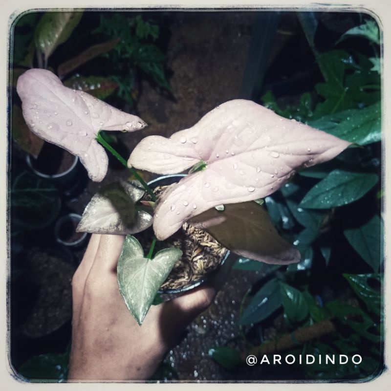 Syngonium Pink Schott