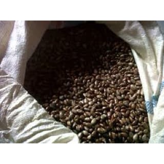 1 bibit biji buah pohon jarak