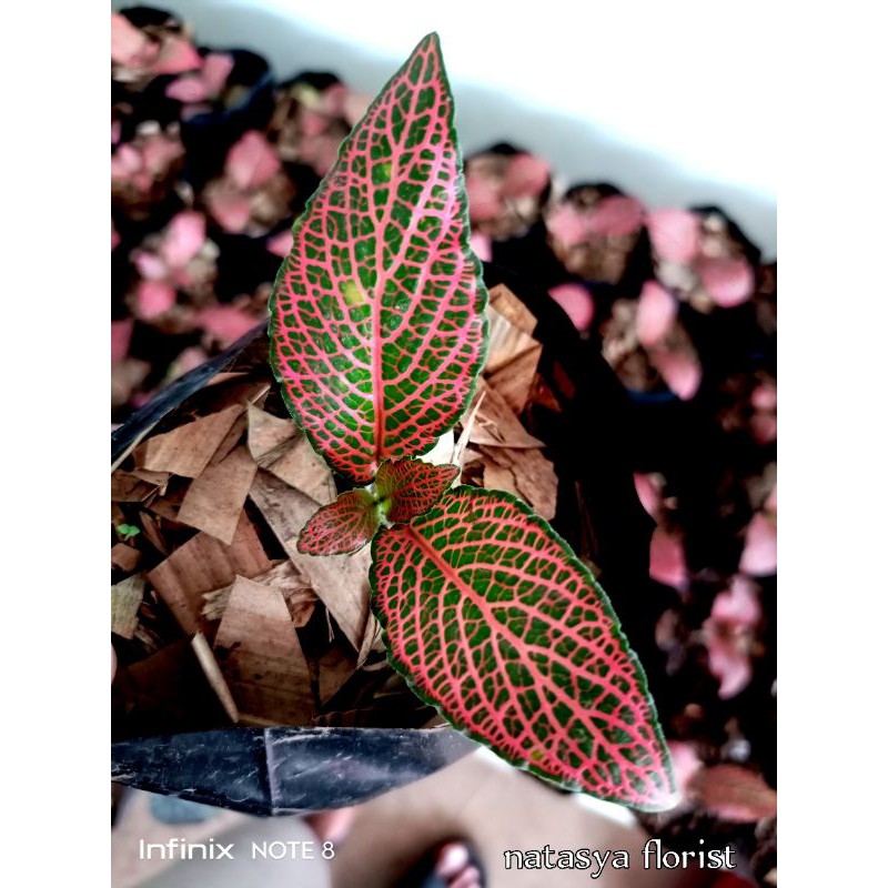 TANAMAN EPISCIA MUTIARA MERAH