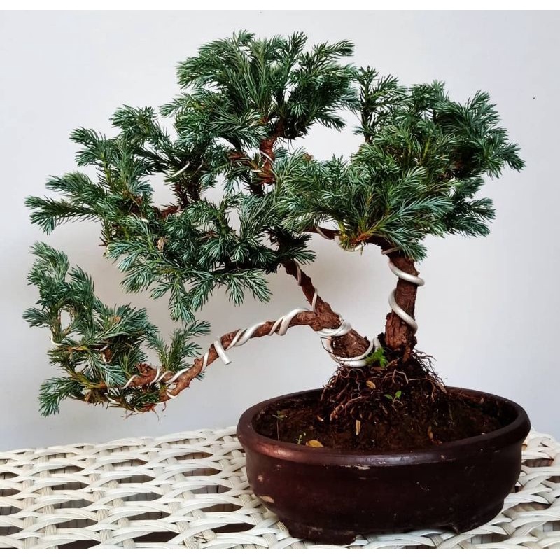 Cemara Perak / Cemara Salju