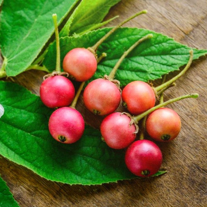 

Buah TALOK / Buah KERSEN / Jamaica Cherry