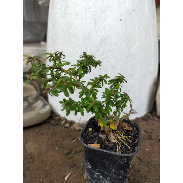 Saeng Simbur Thailand/ Saeng Simbur Mikro Thailand Murah