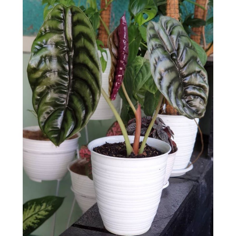 tanaman hias alocasia tengkorak hitam/keladi tengkorak