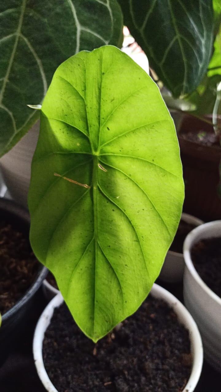 Alocasia Clypeolata Green Shield Tengkorak