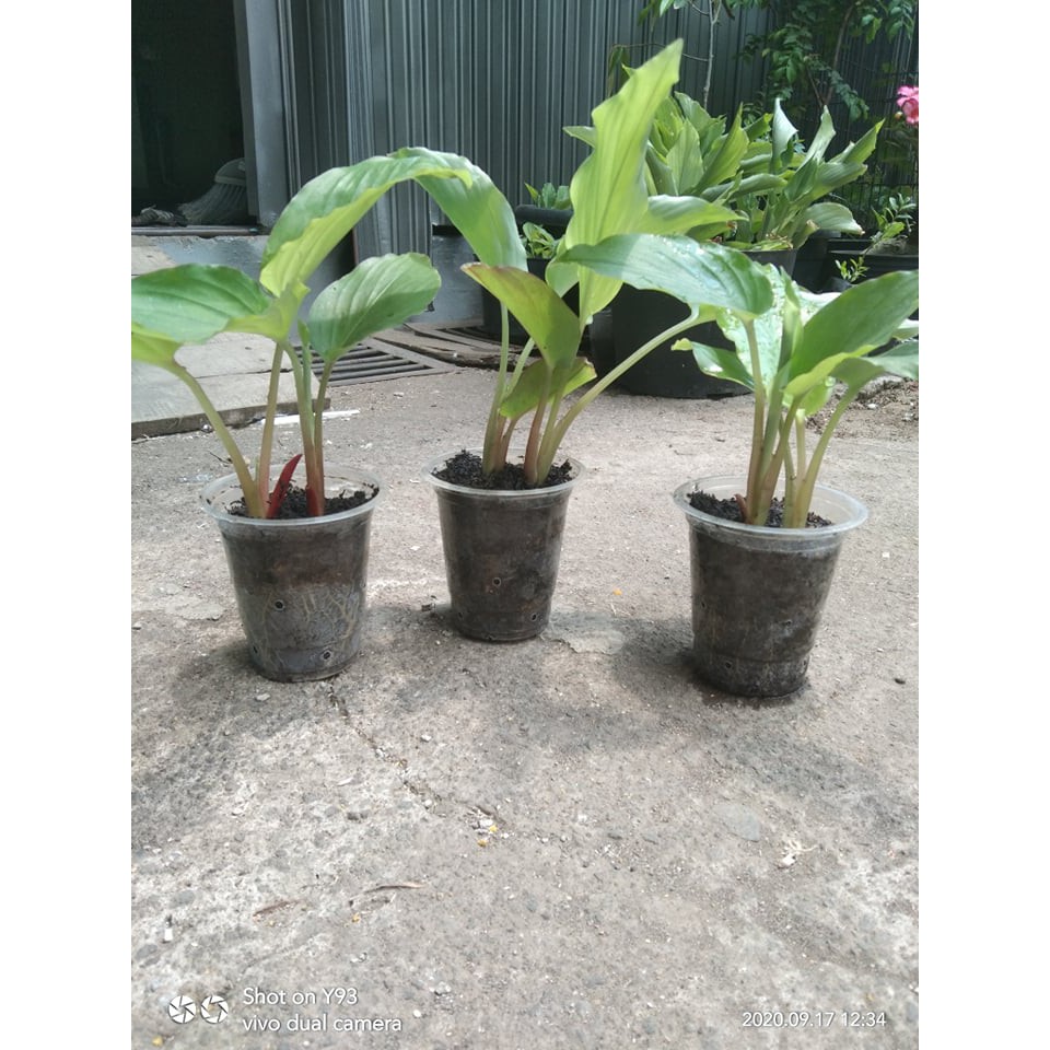 Bibit Kunyit Hitam 2 tunas