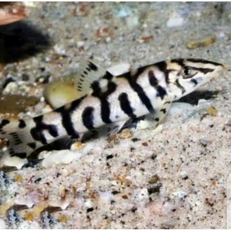 ikan hias botia india