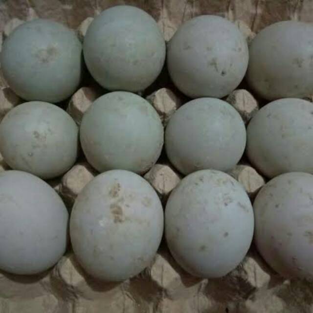 

Telor bebek mentah/fresh