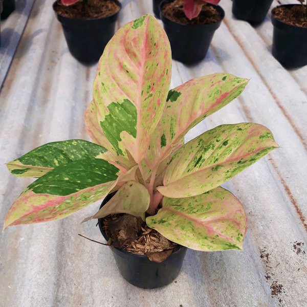 Bibit Bonggolan Aglonema Emerald Petani Aglonema3