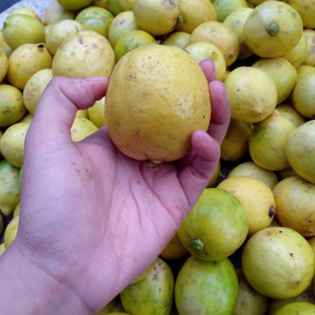 

Jeruk Lemon 500 gr