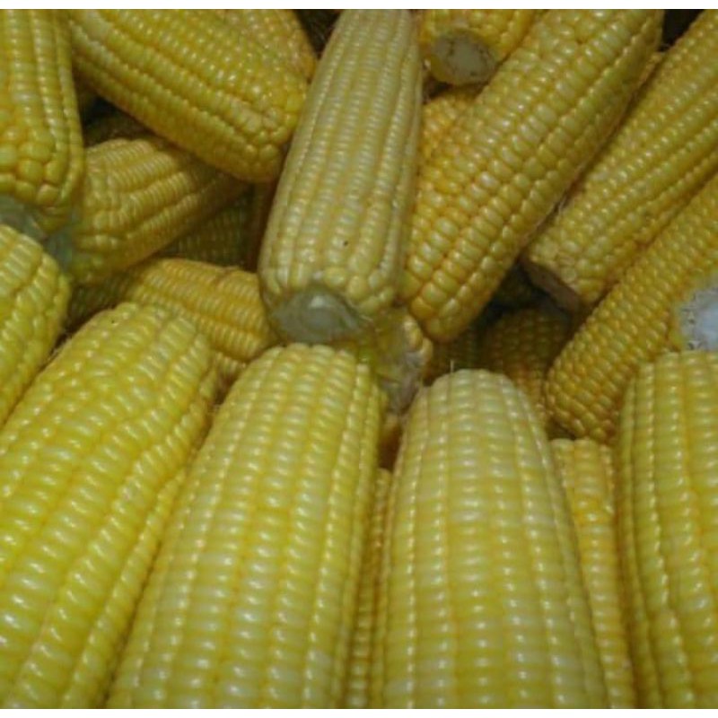 

jagung manis/1kg sayuran segar