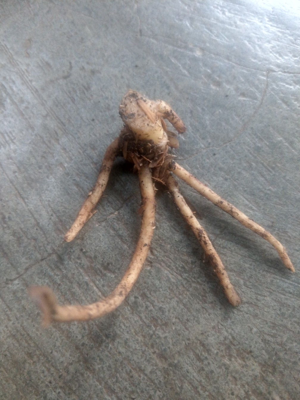 Paket Murah Tunas Bonggol Aglonema Suksom Jaipong - Lotus - Khanza