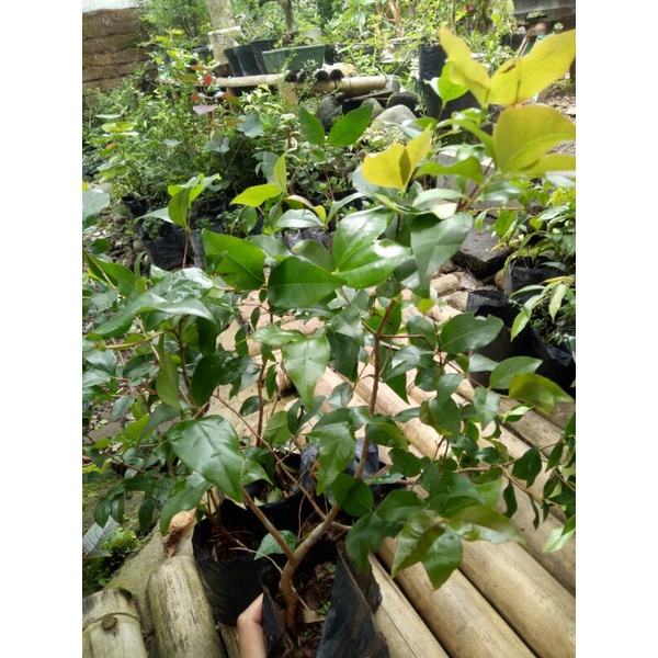 Bibit bahan bonsai Dewandaru/ Sianto