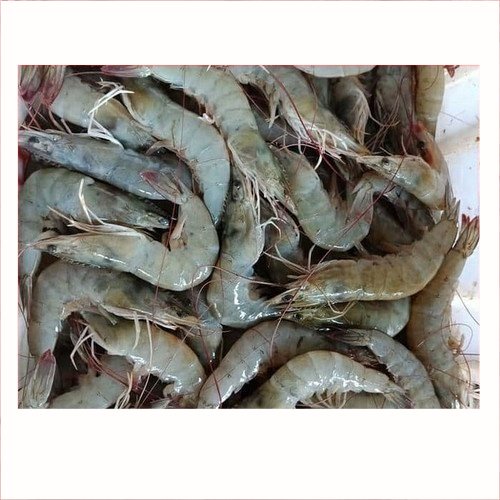 

Udang Segar Ukuran Sedang 250gr | Ikan Segar | Pasar Induk Pekanbaru #Harga_Grosir