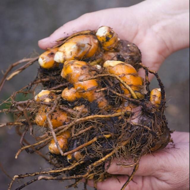 

TEMULAWAK HERBAL 1KG NON PESTISIDA DAN PUPUK KIMIA