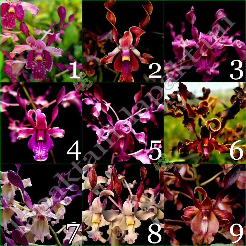 anggrek dendrobium pra remaja bunga melintir - keriting hibrid