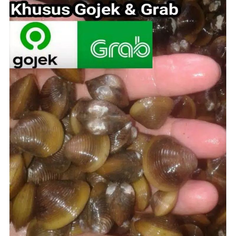 

Pensi / Kerang Laya per 1 kg