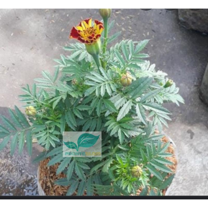 BIBIT Tanaman hias MariGold bunga merah / pohon Marigol bunga merah