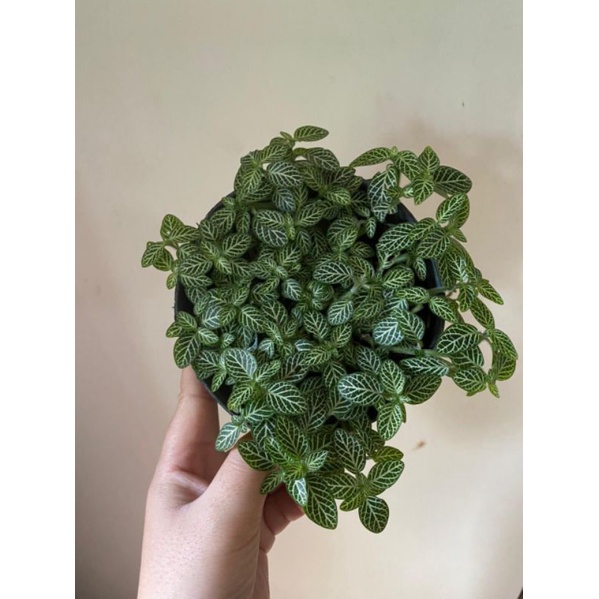 FITONIA DAUN SUPER MINI