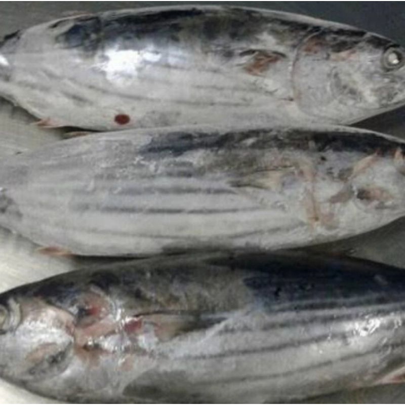 

ikan cakalang fresh 1kg