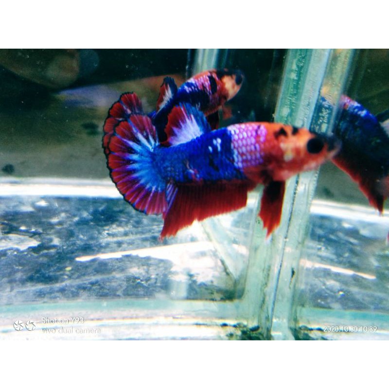 CUPANG NEMO GALAXY, FANCY KOI, NEMO EMERALD, NEMO KOI, AVATAR, FCCP