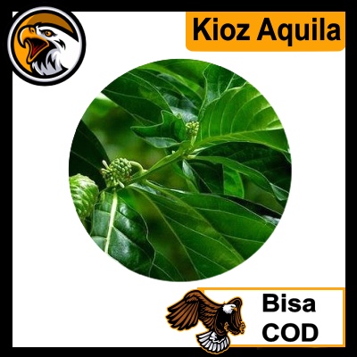 

Daun Mengkudu 6 Helai