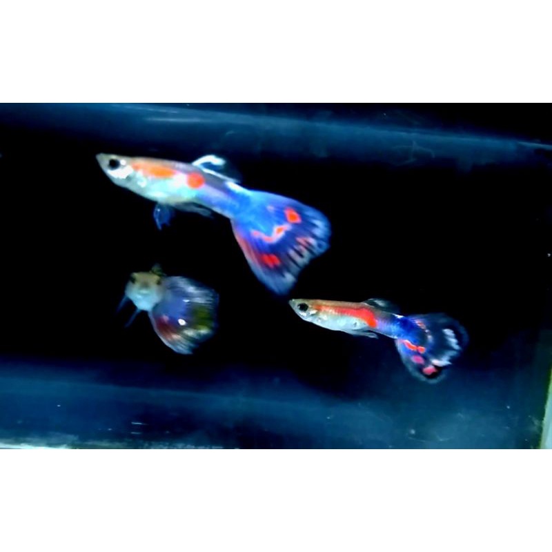 Guppy Cendolan  |  Ikan hias Aquascape/Aquarium
