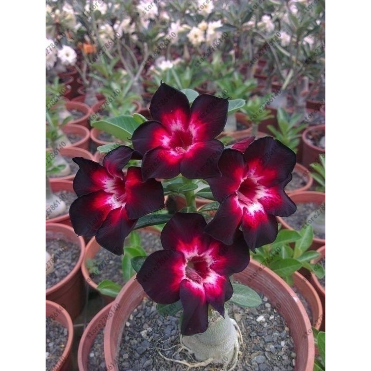 

Adenium Obesum seeds desert rose rare Thailand flower seeds for home garden plant easy grow