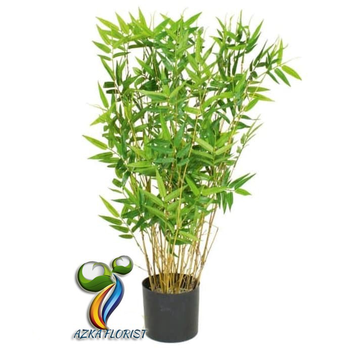 TANAMAN HIAS BAMBU KUNING MINI BIBIT TANAMAN HIAS HIDUP