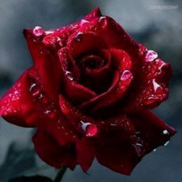 ummiassegaf_19