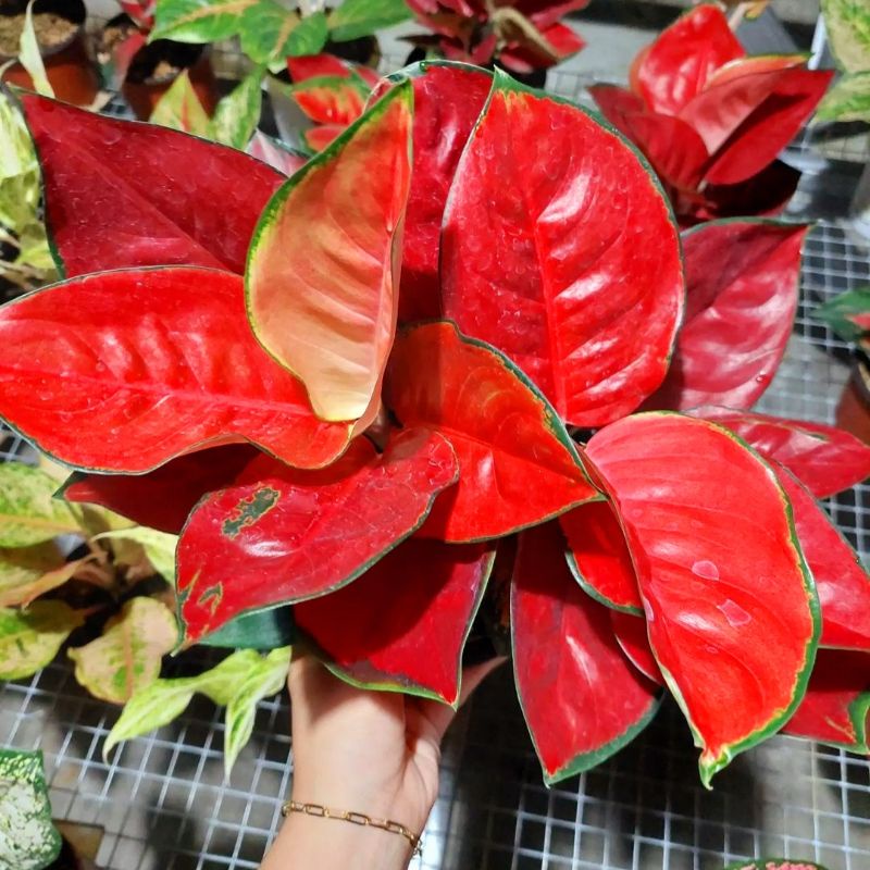 Aglaonema Suksom Jaipong / Aglonema Suksom Jaipong florist nursery / Aglonema Suksom Jaipong (Tanama