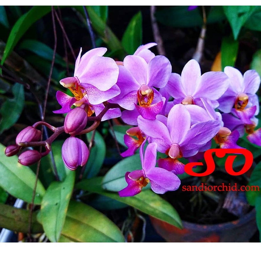 [ SPIKE | BERBUNGA ] Phalaenopsis pulcherrima | Doritis – Anggrek Cantik dengan Keindahan Luar Biasa