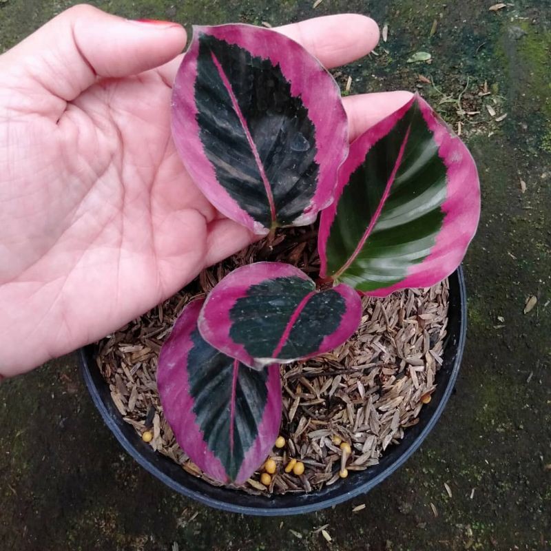 Tanaman hias calathea sintia pink.