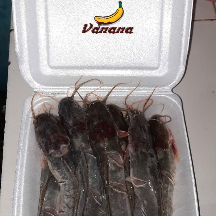 

VANANA Lele sudah di bersihkan/siangkan