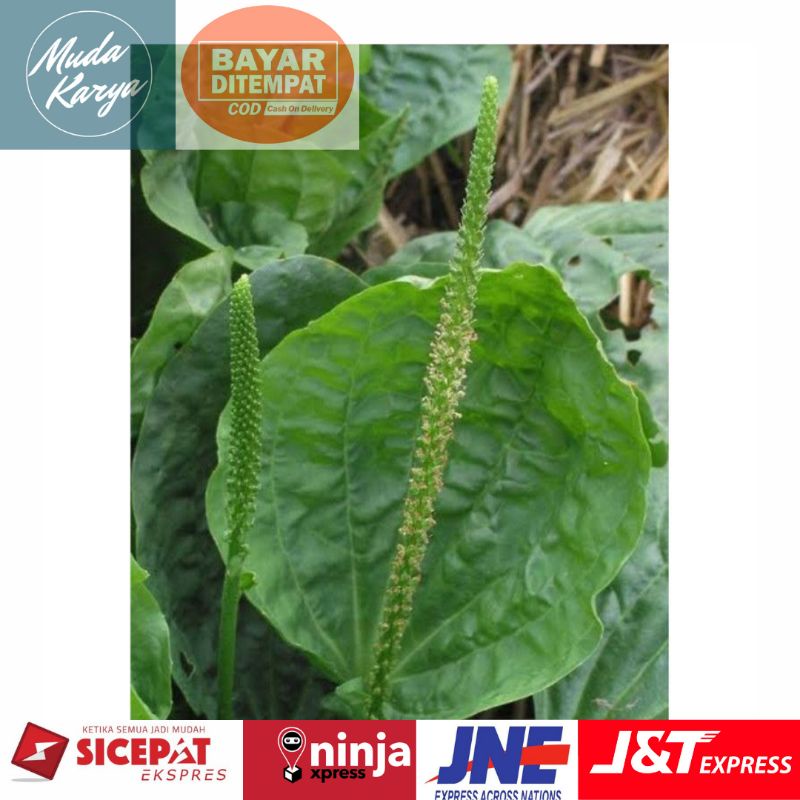 

Daun sendok/ Daun kiurat herbal 500 gr