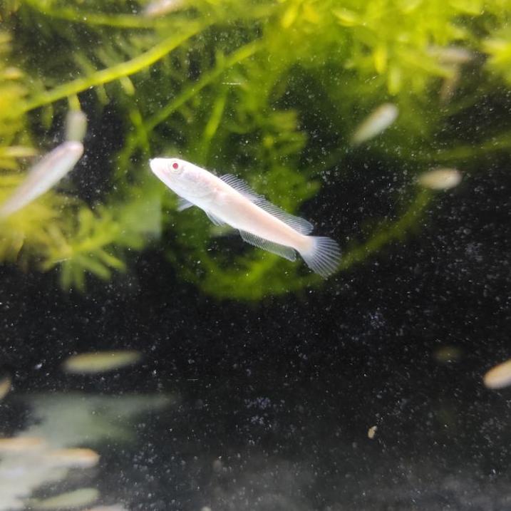 Langsung Beliii.. Channa Striata Albino Mata Merah Ekor Lurus