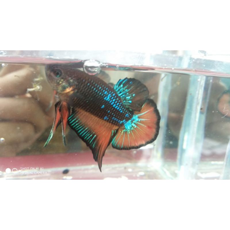 IKAN CUPANG AVATAR KELASIK/MUSTRAD/COOPER