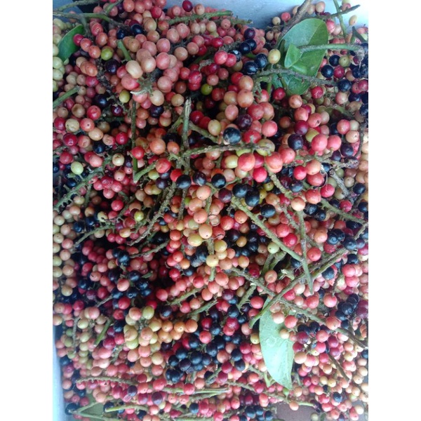

buah Buni atau huni 500gr